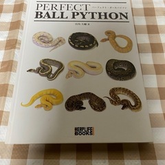 絶版本】PERFECT BALL PYTHON パーフェクト ボールパイソン