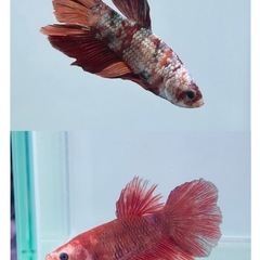 プラカットの中古が安い！激安で譲ります・無料であげます(2ページ目  