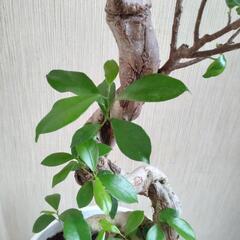 ガジュマル S字曲がり作り 幹太　８号　