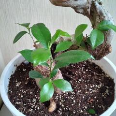 ガジュマル S字曲がり作り 幹太　８号　