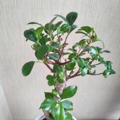 ガジュマル S字曲がり作り 幹太　８号　