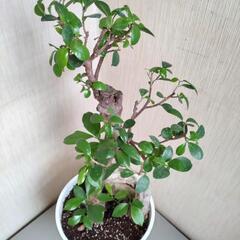 ガジュマル S字曲がり作り 幹太　８号　