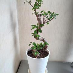 ガジュマル S字曲がり作り 幹太　８号　