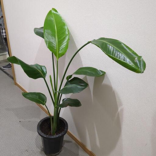 金運アップ✨ストレチア 観葉植物 110センチ もちあるく