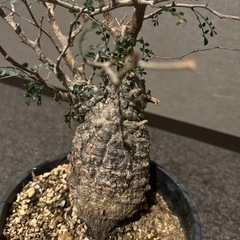 【成約済】　オペルクリカリア パキプス　新宿