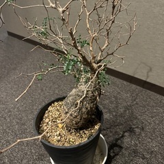 【成約済】　オペルクリカリア パキプス　新宿