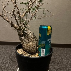 【成約済】　オペルクリカリア パキプス　新宿