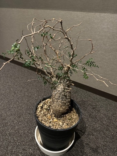 9万　引取り　オペルクリカリア パキプス　新宿