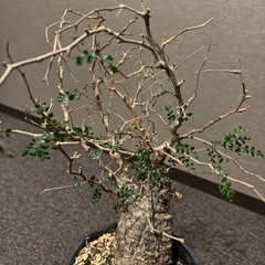 【成約済】　オペルクリカリア パキプス　新宿