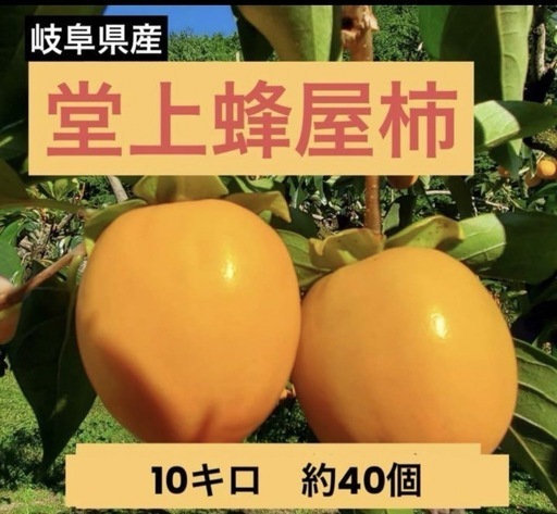 Kobach岐阜県産★最高品種の堂上蜂屋柿10キロ★産地直送★採れたて★ 岐阜県産☆最高品種の堂上蜂屋柿10キロ☆産地直送☆