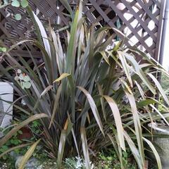 ニューサイラン　銅葉　　大株