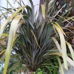 ニューサイラン　銅葉　　大株