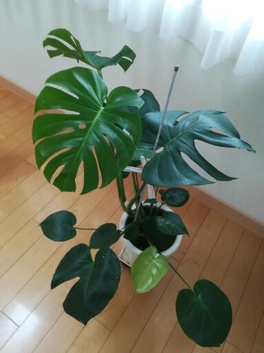 観葉植物モンステラ