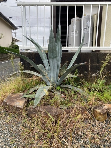 アガベ　リュウゼツラン【地植え超\n特大】