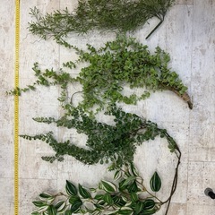 4万円相当　フェイクグリーン16個