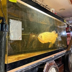 アクリル水槽、大型水槽、アロワナ水槽、古代魚水槽、アクアリウム