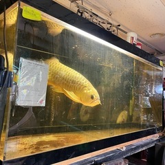 アクリル水槽、大型水槽、アロワナ水槽、古代魚水槽、アクアリウム