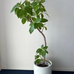 【引取り限定】フィカス・アルティシマ　140センチ　鉢カバー付き