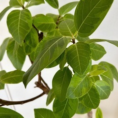 【引取り限定】フィカス・アルティシマ　140センチ　鉢カバー付き