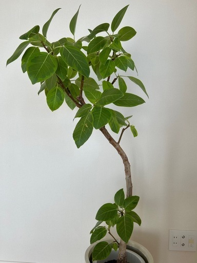 【引取り限定】フィカス・アルティシマ　140センチ　鉢カバー付き 引取り限定】フィカス・アルティシマ 140センチ 鉢カバー付き フィカス