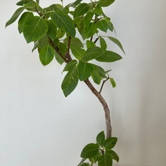 【引取り限定】フィカス・アルティシマ　140センチ　鉢カバー付き