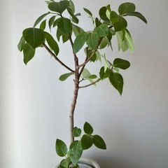 【引取り限定】フィカス・アルティシマ　140センチ　鉢カバー付き