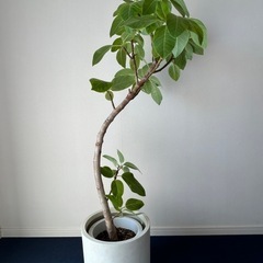 【引取り限定】フィカス・アルティシマ　140センチ　鉢カバー付き