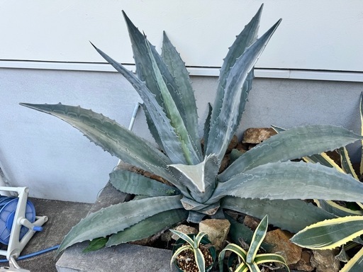 アガベ アメリカーナ 観葉植物 幼かっ 温室育成 アオノ
