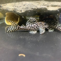 大阪府のキンペコ その他の中古が安い！激安で譲ります・無料で  