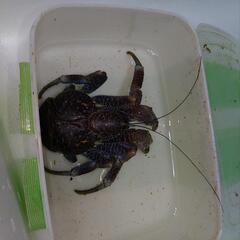 活ヤシガニ 食用・飼育どちらでも可！
