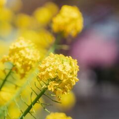 オールドレンズ (Eマウント用アダプター付き) CONTAX (コンタックス) Sonnar T*135mm F2.8 AE