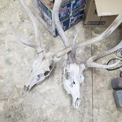 断捨離　エゾ鹿　頭骨₊ツノ　天然骨化もの