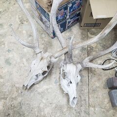 断捨離　エゾ鹿　頭骨₊ツノ　天然骨化もの