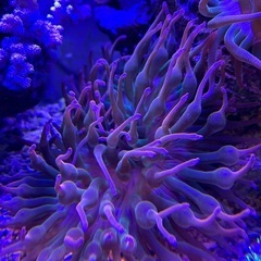 希少タマイタイソギンチャク　ツートン