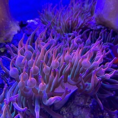 希少タマイタイソギンチャク　ツートン