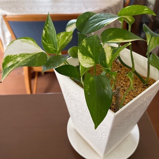 ポトス　プラ鉢　斑入り　観葉\n植物