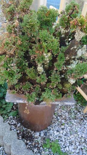 希少　南京絵鉢　南京鉢　岩松　イワヒバ　岩ヒバ　植木鉢　サボテン　アガベ 希少 南京絵鉢 南京鉢 岩松 イワヒバ 岩ヒバ 植木鉢 サボテン アガベ