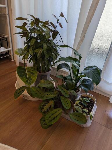 観葉植物 6種セット