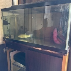 90センチ水槽セット、生体