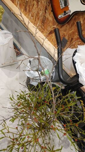 ヤドリギ 宿り木 No.0350 ヤドリギ（宿り木）