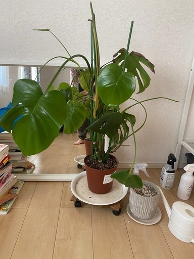 【11/15まで】モンステラ 観葉植物\n