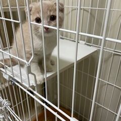 スコティッシュフォールド3ヶ月オス