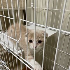 スコティッシュフォールド3ヶ月オス