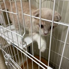 スコティッシュフォールド3ヶ月オス