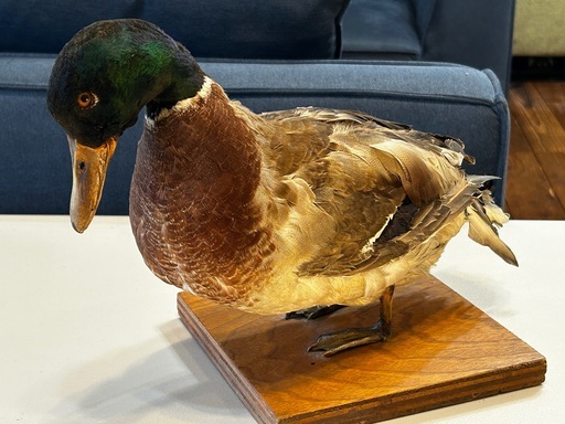 展示鳥類剥製（オシドリ） - 新潟県ホームページ 鴨の剥製
