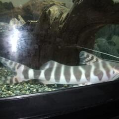 ゼブラキャット熱帯魚