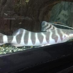 ゼブラキャット熱帯魚