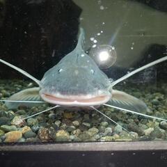 ゼブラキャット熱帯魚