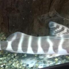 ゼブラキャット熱帯魚