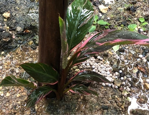 3ムサノノ ピンク バナナ苗 🌱 (三枚肉) 沖縄の家庭用品  